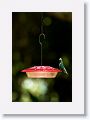 Glittering-throated Emerald Hummingbird.