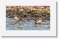 Egyptian Geese and goslings