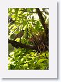 Common Chlorospingus (Bush-Tanager)