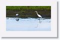 Wood Stork and Great Egret