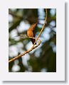 Cinnamon Hummingbird