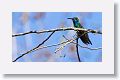 Honduran Emerald is the only Honduran endemic bird
