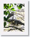 Bare-throated Tiger-heron on nest with chicks
