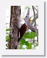 Chestnut-colored Woodpecker (male)