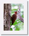Chestnut-colored Woodpecker (male)