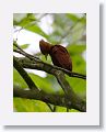 Chestnut-colored Woodpecker (female)