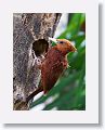 Chestnut-colored Woodpecker (female)