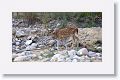 Chital or spotted deer