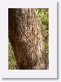 Tiger claw marks on tree bark