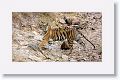 Adult female Tiger leaves Nigahi Nala