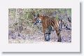 Adult female Tiger leaves Nigahi Nala