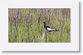 Manas has the largest population of the endangered Bengal Florican (nearly 450)