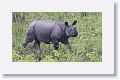 Asian rhino