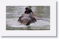 Domesticated elephants get an early morning bath before carrying tourists