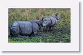 9 Asian one horned rhinoceros came out from the forest into the open grassland once the rain stopped