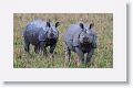 Asian one horned rhinoceros