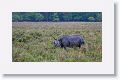 Asian one horned rhinoceros