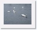 Mute Swans on the River Corrib