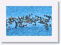 This is the largest gathering of Double Crested Cormorants we have ever seen