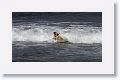 A dog playing catch in the surf
