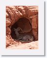 Desert Bighorn Sheep resting in the shade of an alcove.
