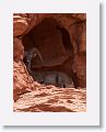 Desert Bighorn Sheep resting in the shade of an alcove.