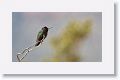 Anna's Hummingbird.