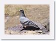 03Ollantaytambo-003 * Rock Pigeon * Rock Pigeon