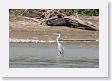 07CuscoToManu-036 * White-necked Heron * White-necked Heron