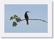 09CochaBlancoOxbow-016 * Neotropic Cormorant * Neotropic Cormorant