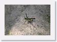 09CochaBlancoOxbow-102 * Airplane Grasshopper * Airplane Grasshopper