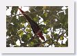 09CochaBlancoOxbow-109 * Scarlet Macaw * Scarlet Macaw