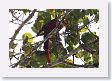 09CochaBlancoOxbow-111 * Scarlet Macaw * Scarlet Macaw