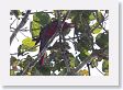 09CochaBlancoOxbow-112 * Scarlet Macaw * Scarlet Macaw