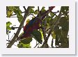 09CochaBlancoOxbow-113 * Scarlet Macaw * Scarlet Macaw