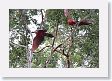 10CanopyTowerTrek-017 * Scarlet Macaws * Scarlet Macaws