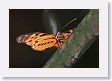 10CanopyTowerTrek-025 * Butterfly on Canopy Tower trail * Butterfly on Canopy Tower trail