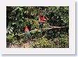 11MacawClayLick-134 * Red-and-Green Macaws * Red-and-Green Macaws