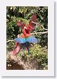 11MacawClayLick-136 * Red-and-Green Macaws * Red-and-Green Macaws
