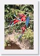11MacawClayLick-137 * Red-and-Green Macaws * Red-and-Green Macaws