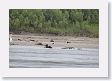 15ManuToLima-004 * Black Skimmers on the Madre de Dios river * Black Skimmers on the Madre de Dios river