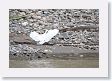 15ManuToLima-006 * Snowy Egret * Snowy Egret
