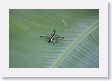 15ManuToLima-022 * Airplane Grasshopper * Airplane Grasshopper