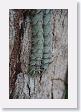 15ManuToLima-026 * These 5 inch long caterpillars seem to mimic tree bark * These 5 inch long caterpillars seem to mimic tree bark