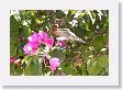 17IcaToLima-020 * Female Purple-collared Woodstar Hummingbird * Female Purple-collared Woodstar Hummingbird