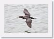 18CallaoHarbor-004 * Neotropic Cormorant * Neotropic Cormorant