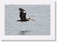 18CallaoHarbor-006 * Peruvian Pelican * Peruvian Pelican