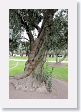 19Miraflores-005 * Olive tree * Olive tree