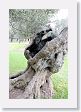 19Miraflores-006 * Ex-olive tree * Ex-olive tree
