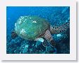 AnemoneCrater12 * Green Sea Turtle. * Green Sea Turtle.